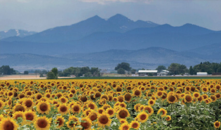 Berthoud Colorado Scenic Mountain and Sunflower field Image